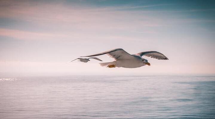 Comment faire une analyse linéaire ? Exemple avec L'Albatros de Baudelaire