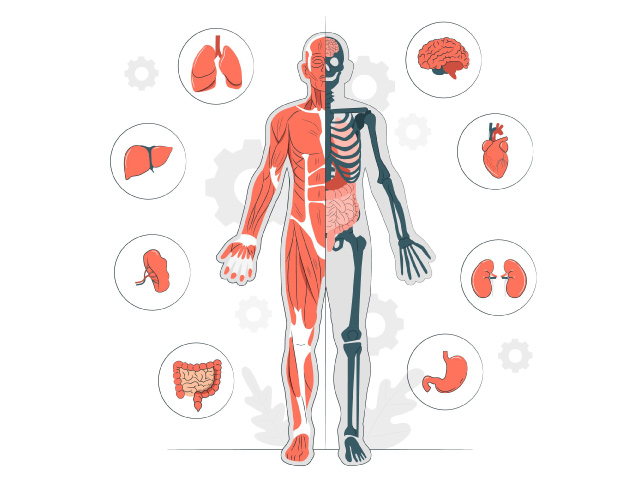 5 sujets de grand oral sur le corps humain