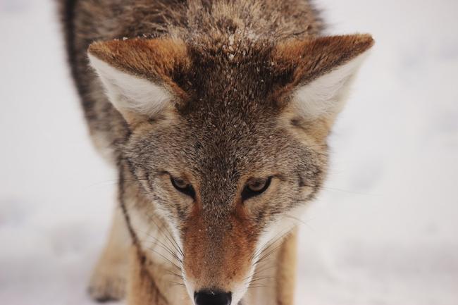 Les Loups et les Brebis de La Fontaine